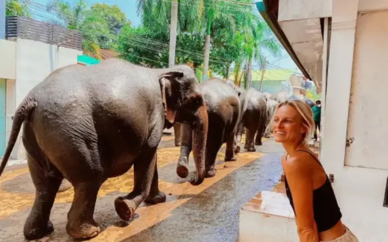 Pinnawala Elephant Sanctuary