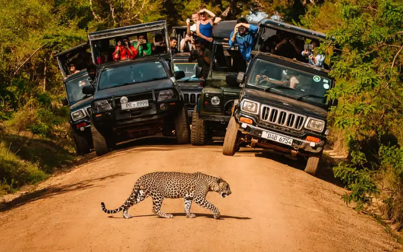 Yala National Park