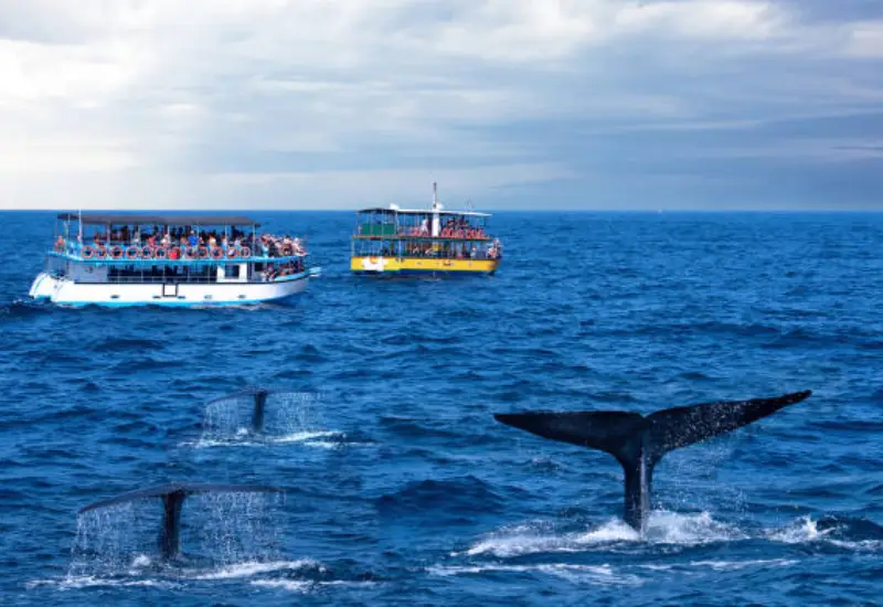 Whale Watching & Coral Gardens